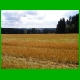 Rennsteig_072.jpg
