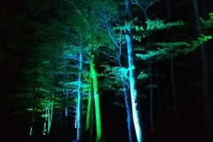 Lichtspiele im Wald